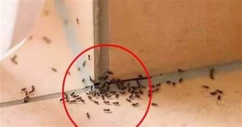 家裡突然有很多螞蟻
